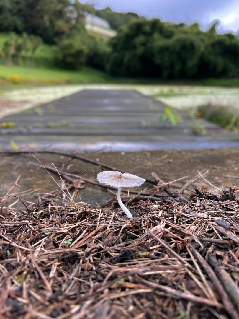 Terapia con Psilocibina en Ansiedad y Depresión de Pacientes Oncológicos